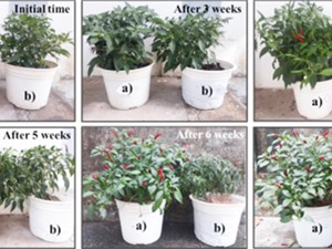 Chống khô hạn cho cây trồng bằng vật liệu giữ nước từ vỏ tôm